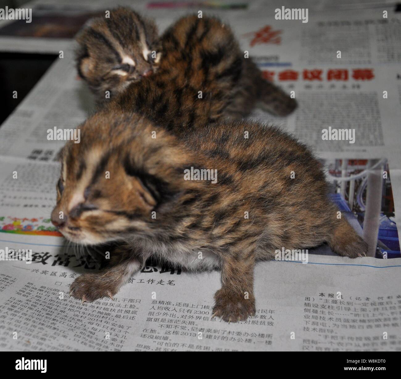 Leopard cat i gattini sono in appoggio in corrispondenza di un ufficio forestale Laibin city, a sud della Cina di Guangxi Zhuang Regione autonoma, 15 marzo 2016. Media locali reporte Foto Stock