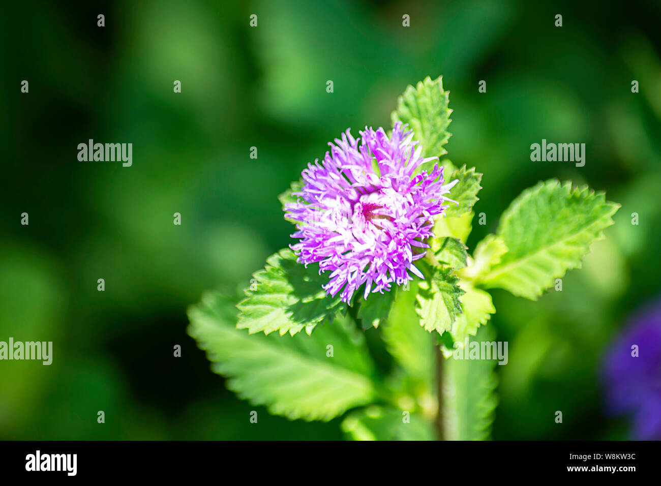 Fiori viola su uno sfondo verde delle foglie Foto Stock