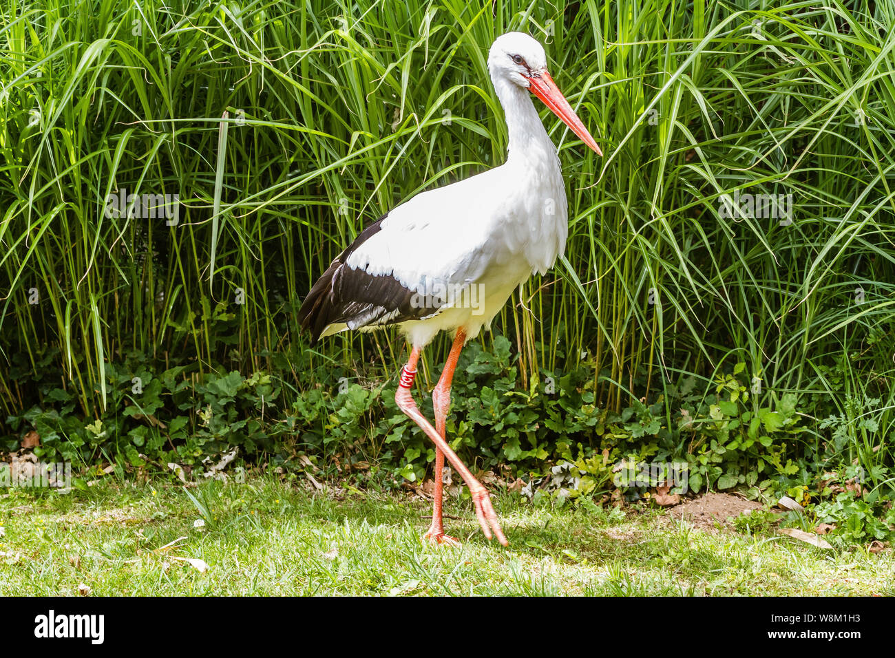 Cigogne - Ciconia (FR) / European White Stork (ENG) Foto Stock