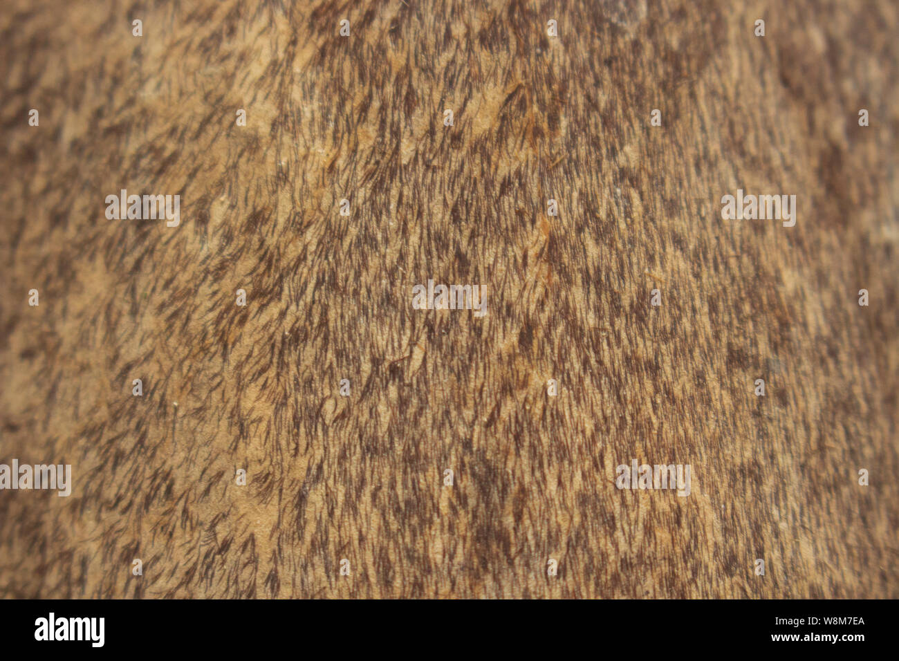Primo piano la pelle di bambù è piena di irritare il pelo. Abstract Background la pelliccia di bambù. Foto Stock