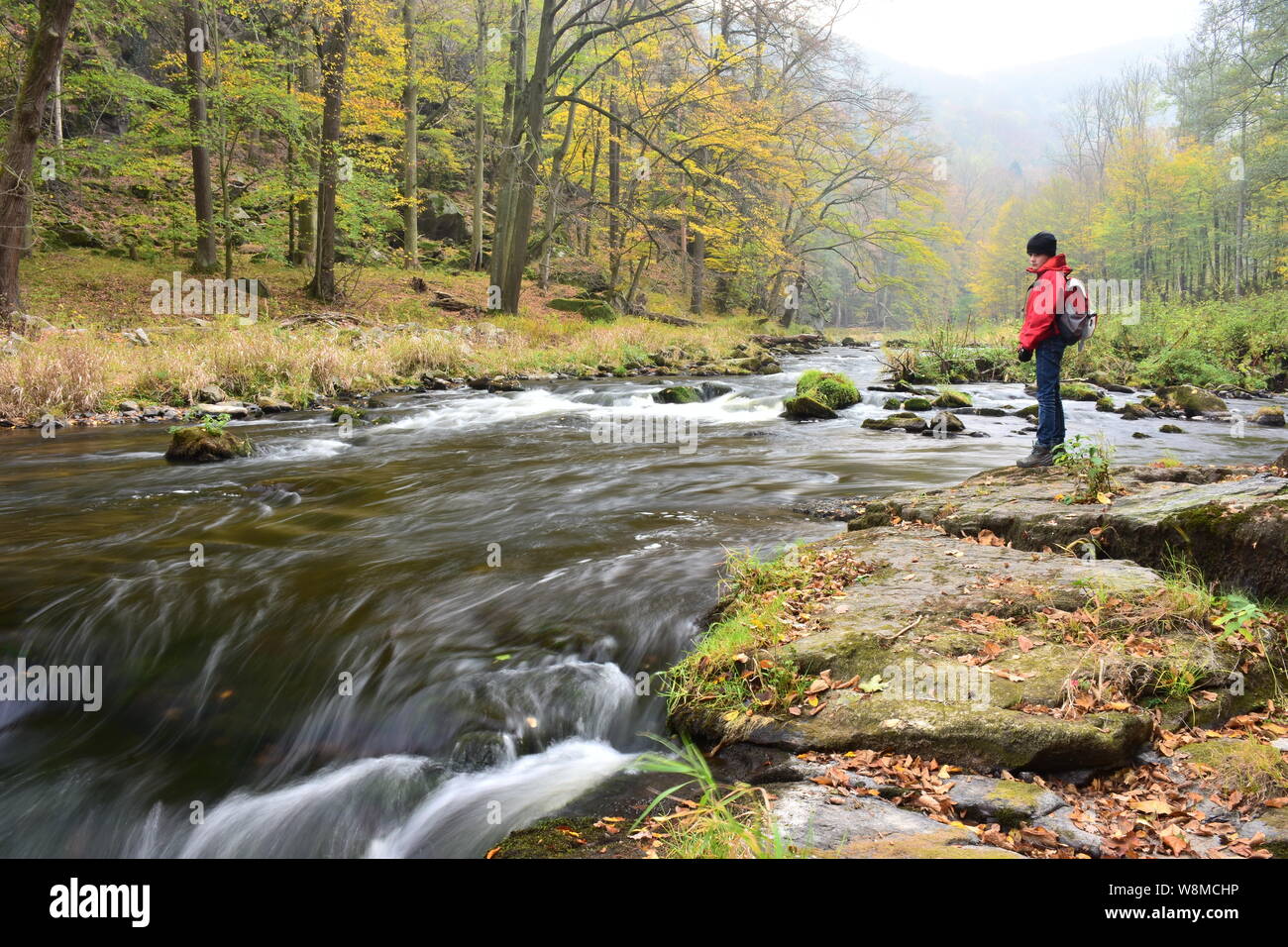 Ragazzo sorge sulla riva del fiume Kamp e guarda la malinconia nelle rapide del naturale di acqua di streaming, nel mezzo di quella primitiva-come la foresta in autu Foto Stock