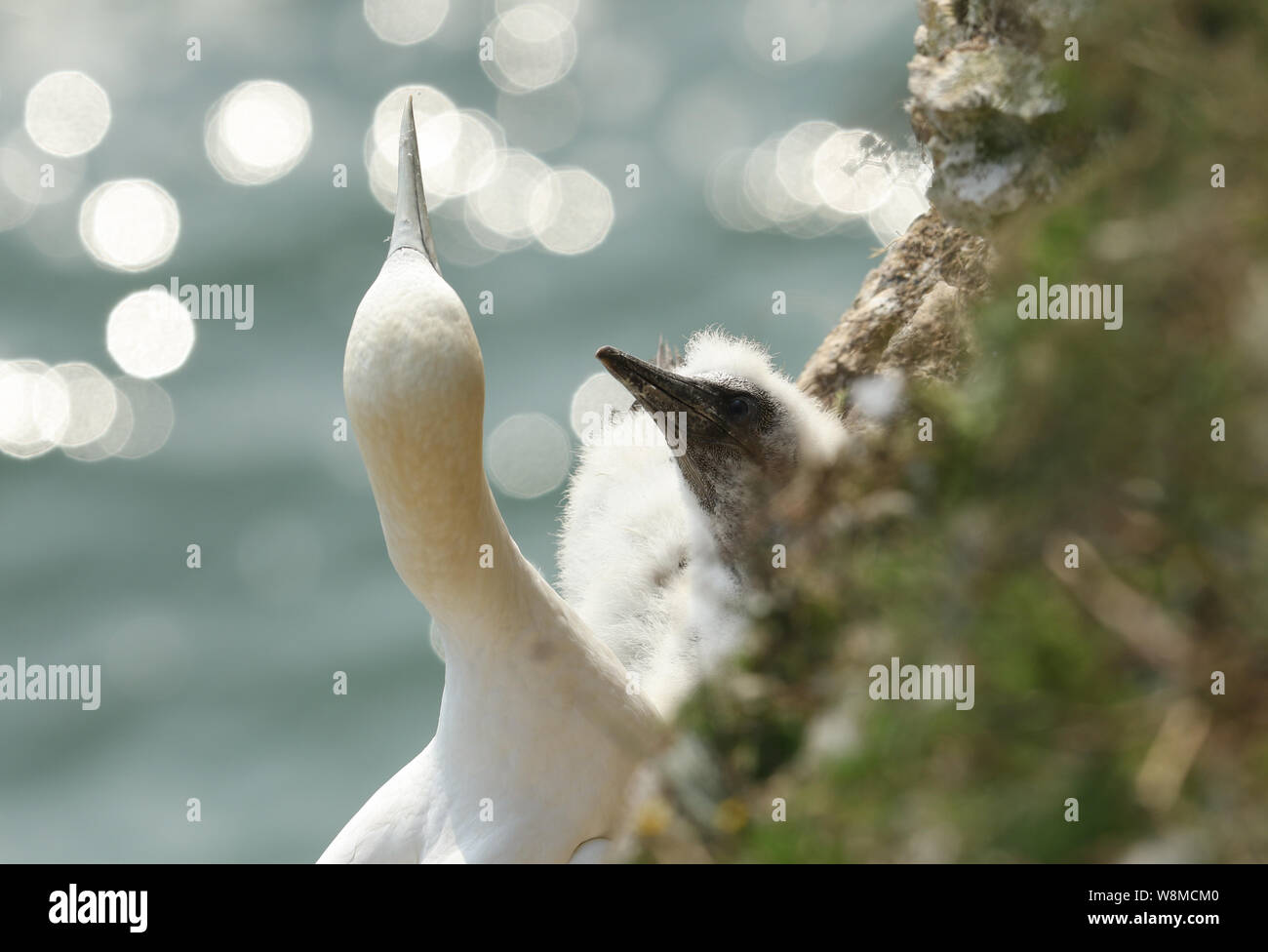 Un Gannett, Morus bassanus, seduto accanto al suo grazioso pulcino su il nido sul bordo di una scogliera nel Regno Unito. Foto Stock