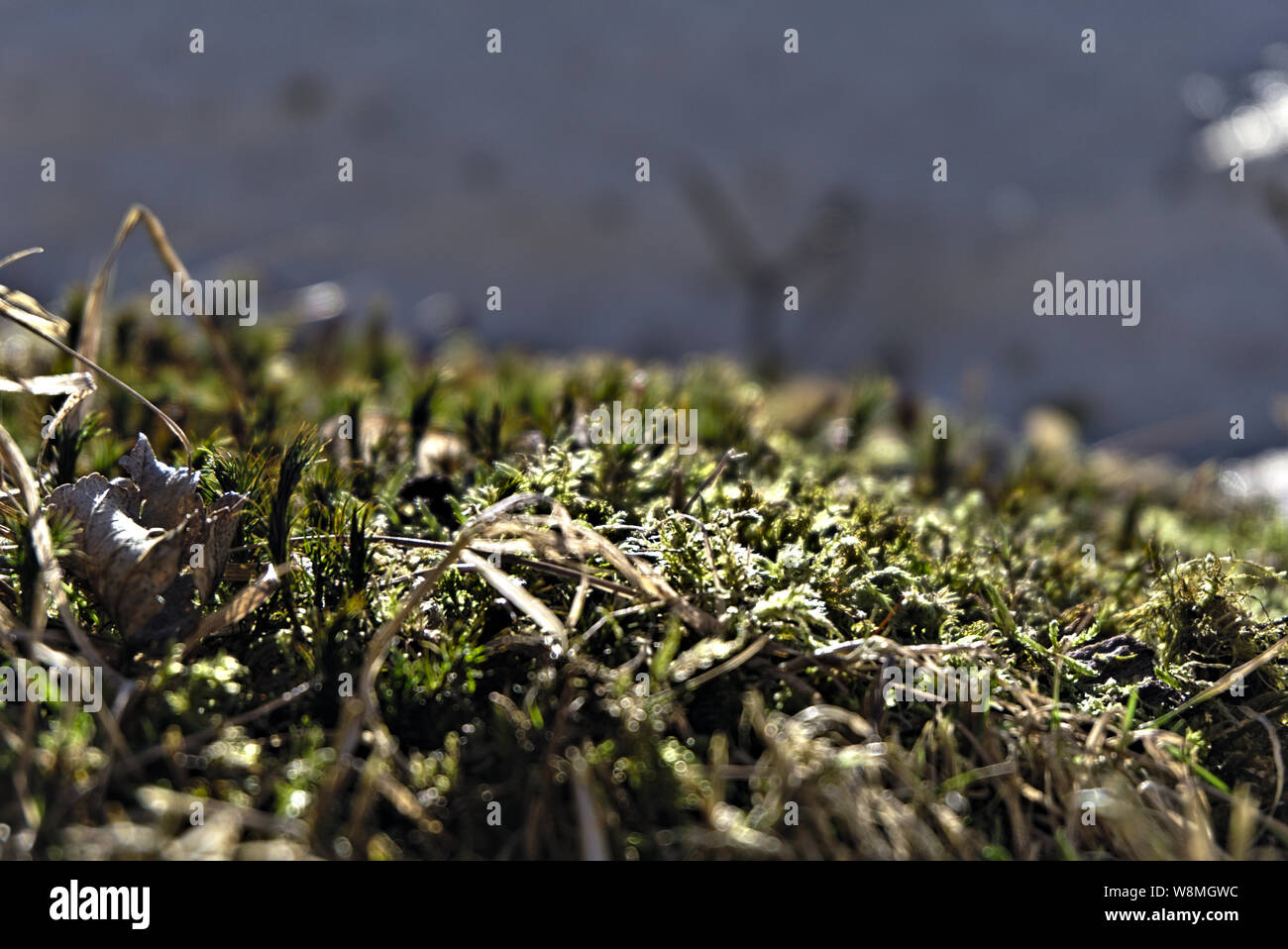Briofite Foto Stock