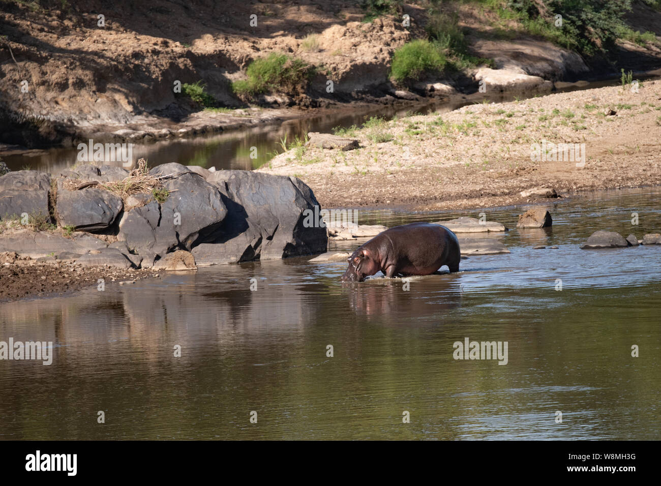 Ippopotamo singolo in shallow del fiume Masai Mara, Kenya Foto Stock