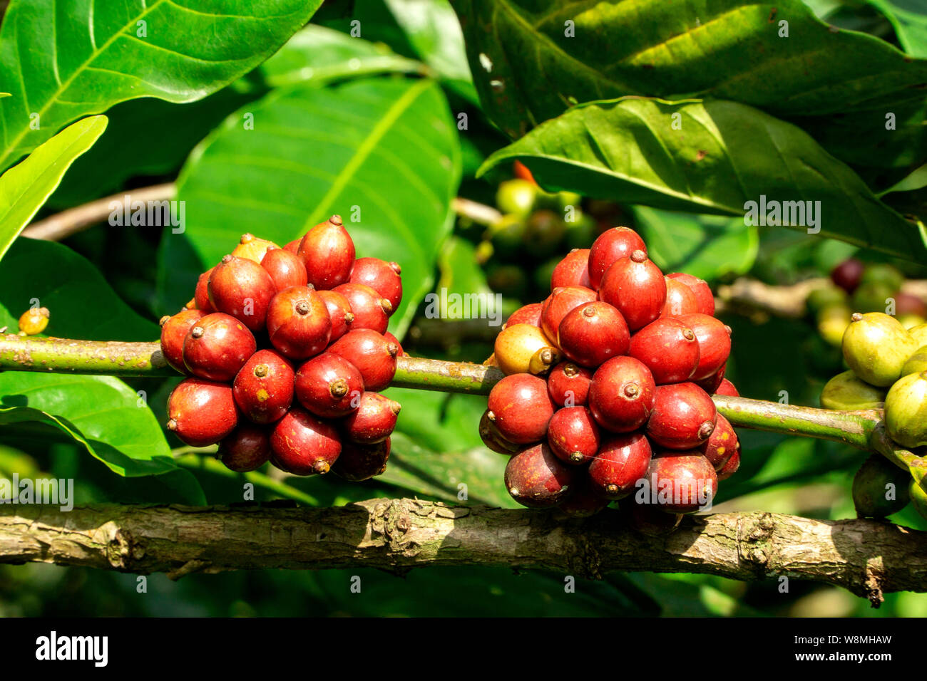 Fresche e mature red i chicchi di caffè sul ramo di un albero di caffè in una fattoria è pronta per il raccolto Foto Stock