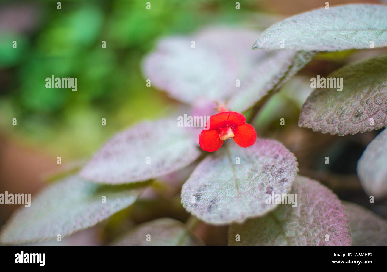 Splendida fioritura wild desert cactus flower Foto Stock