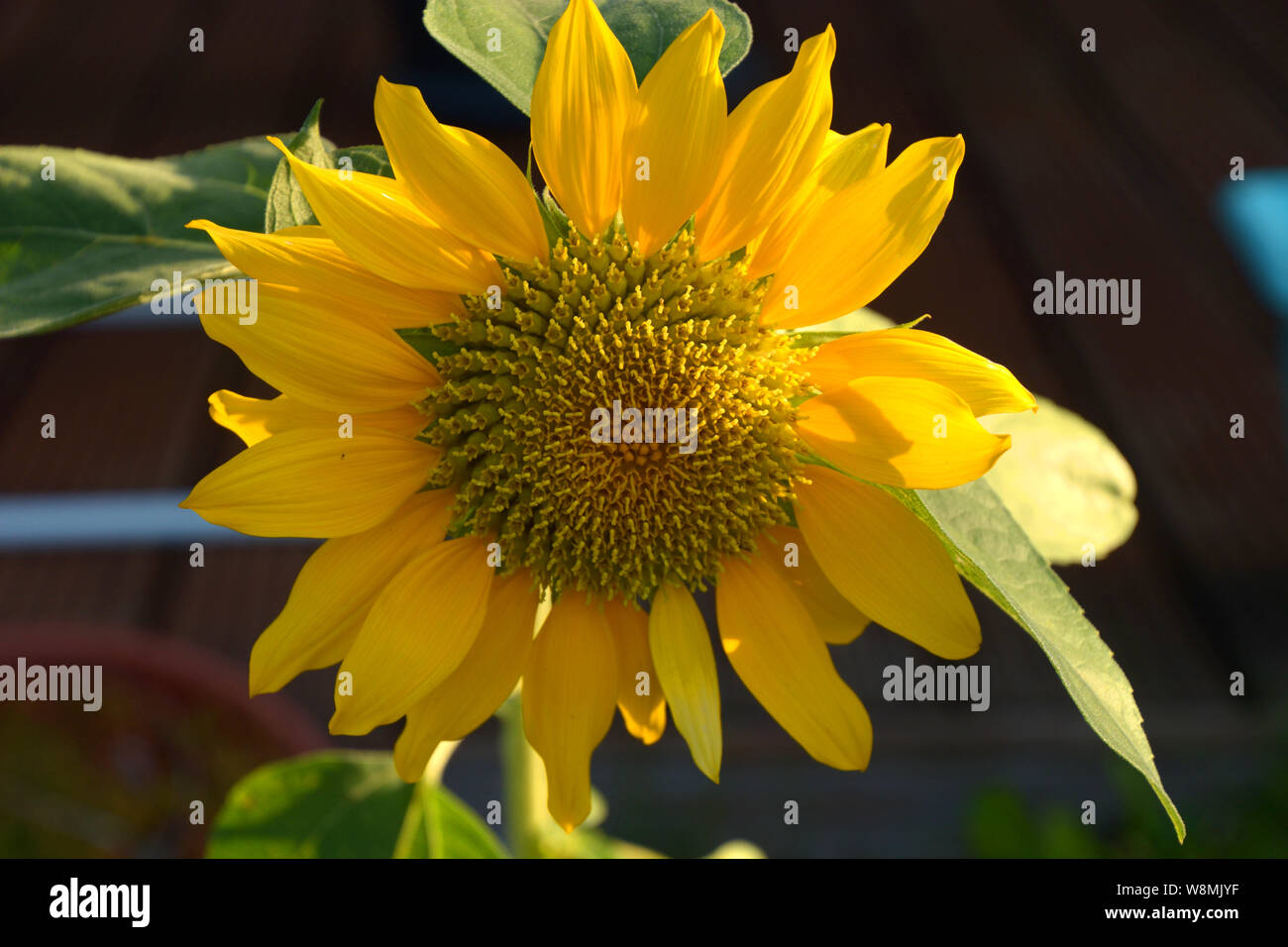 Helianthella close-up, poco girasole o helianthella testa con petali gialli con finitura spazzolata fino il polline Foto Stock