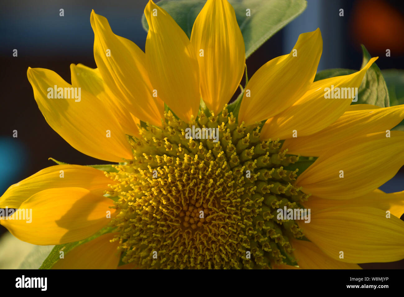 Testa di helianthella, poco girasole o helianthella testa con petali gialli con finitura spazzolata fino il polline Foto Stock