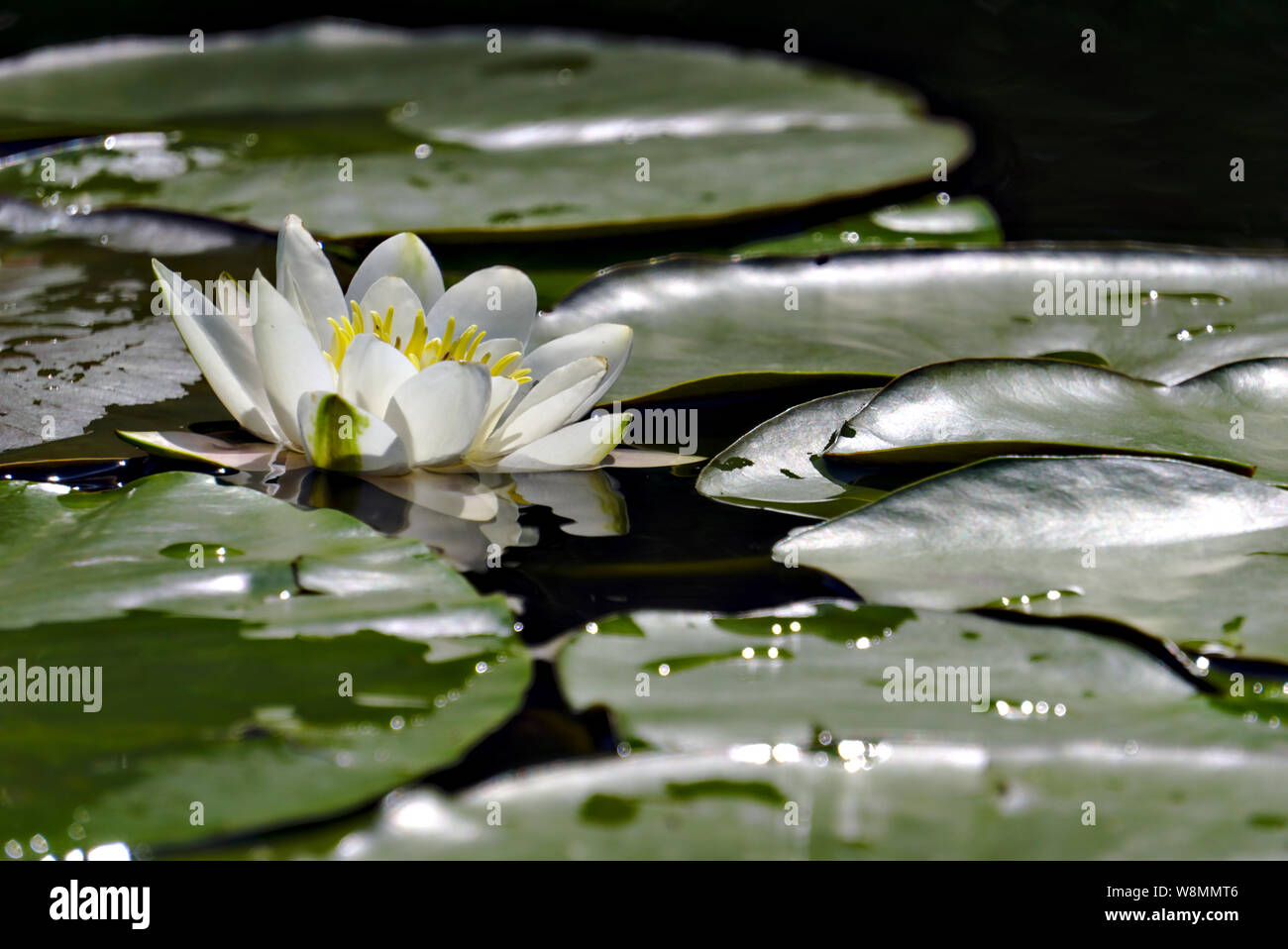 Nymphaea Foto Stock