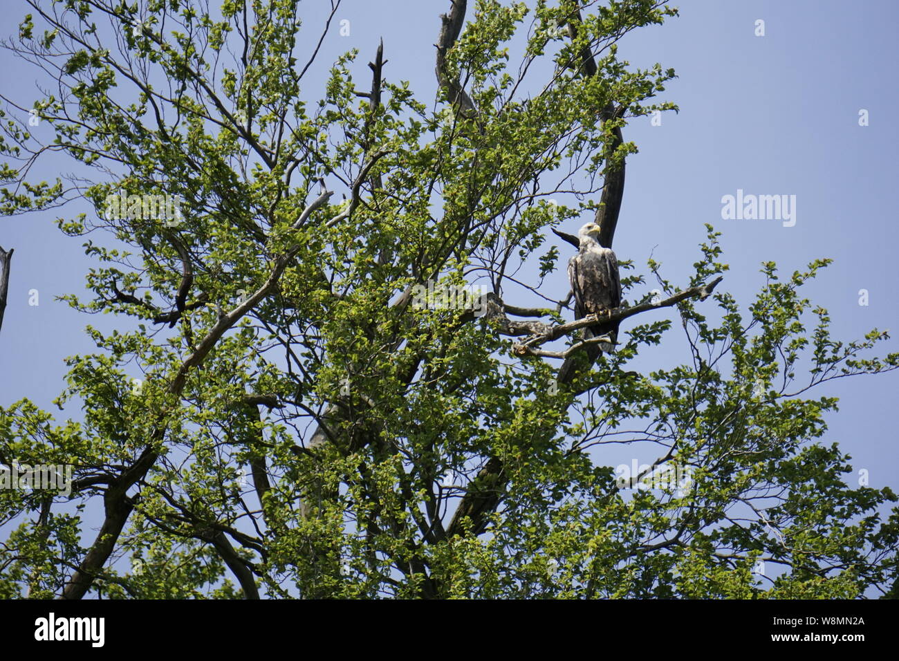 White Tailed eagle Foto Stock