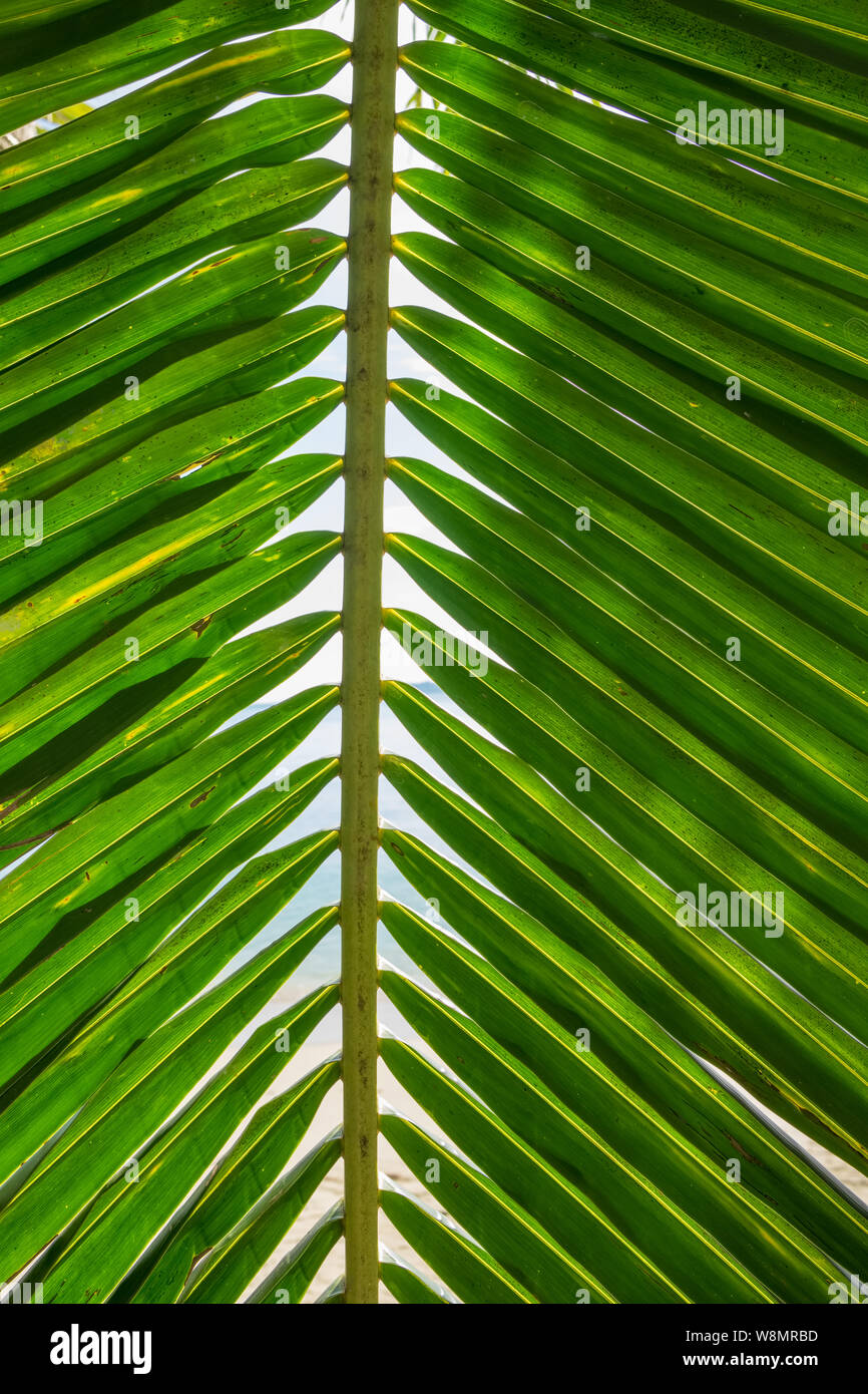 Palm tree leaf close-up sullo sfondo Foto Stock