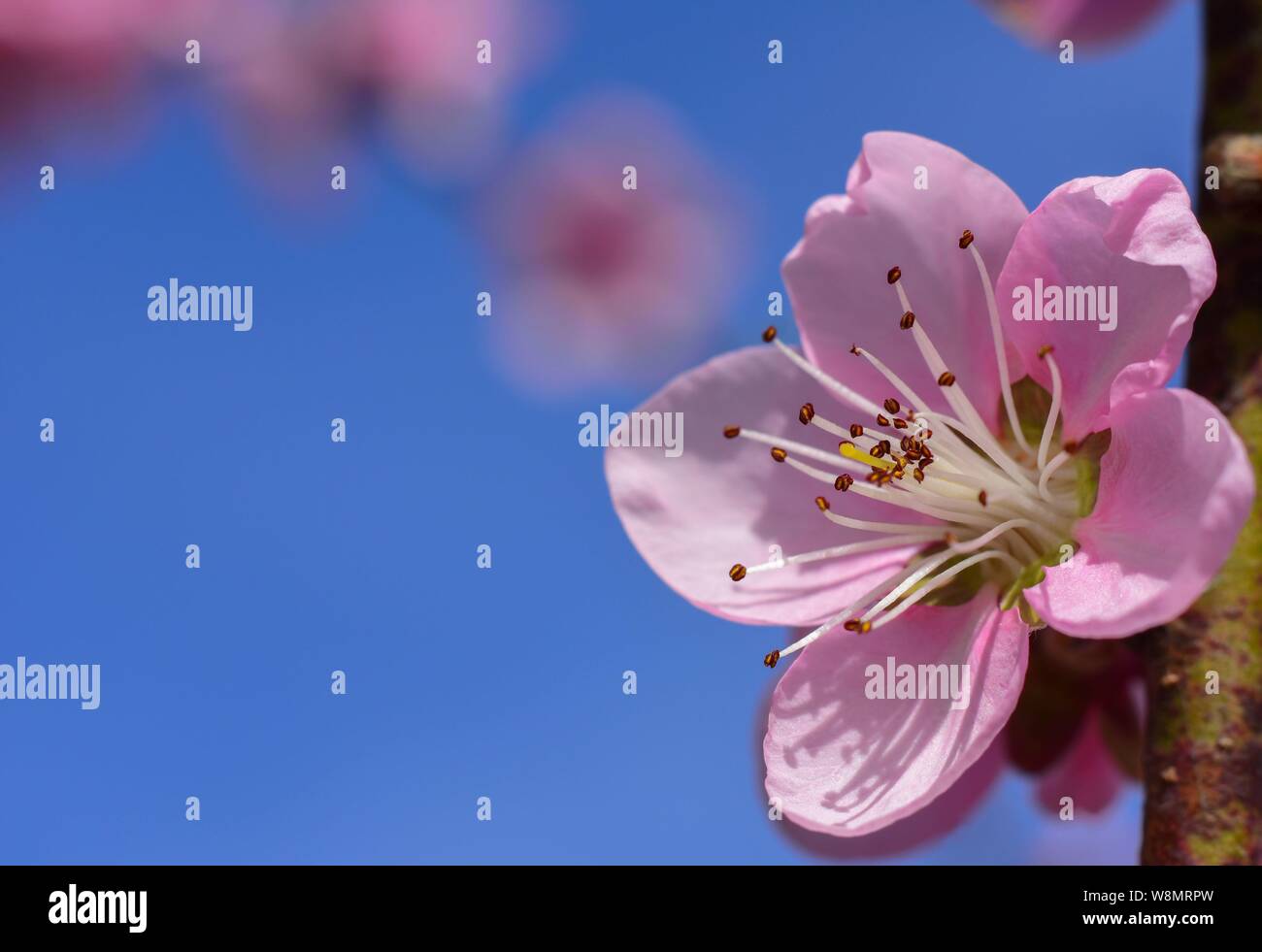 Peach blossom flower contro il cielo blu in primavera. Foto macro. Foto Stock