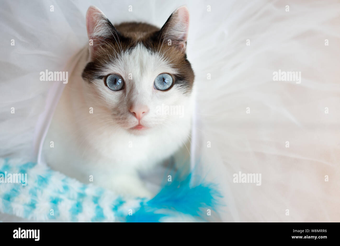 Ritratto di bianco e bruno gatto con grandi occhi blu. Foto Stock