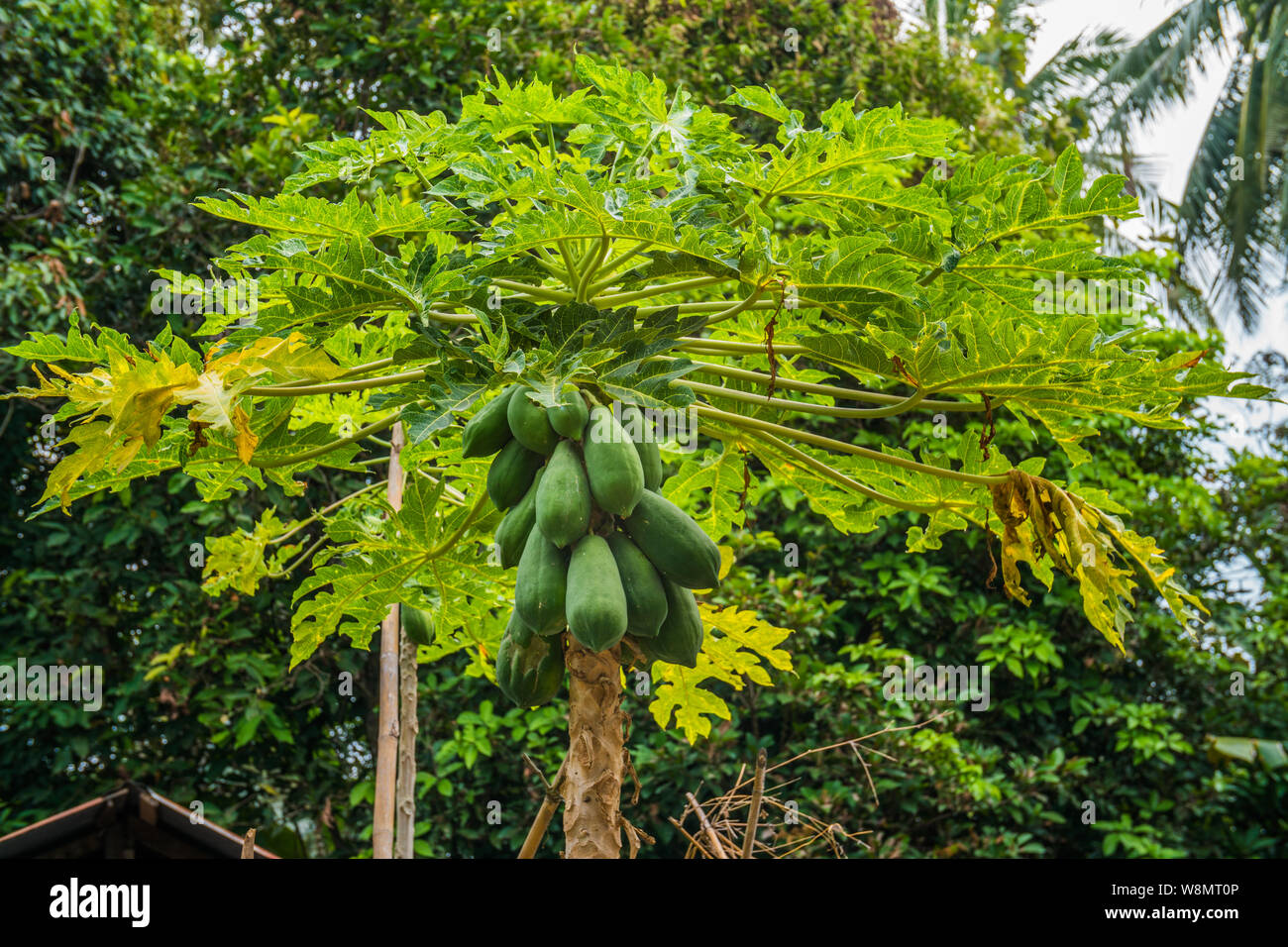 Una papaia albero nel giardino Foto Stock