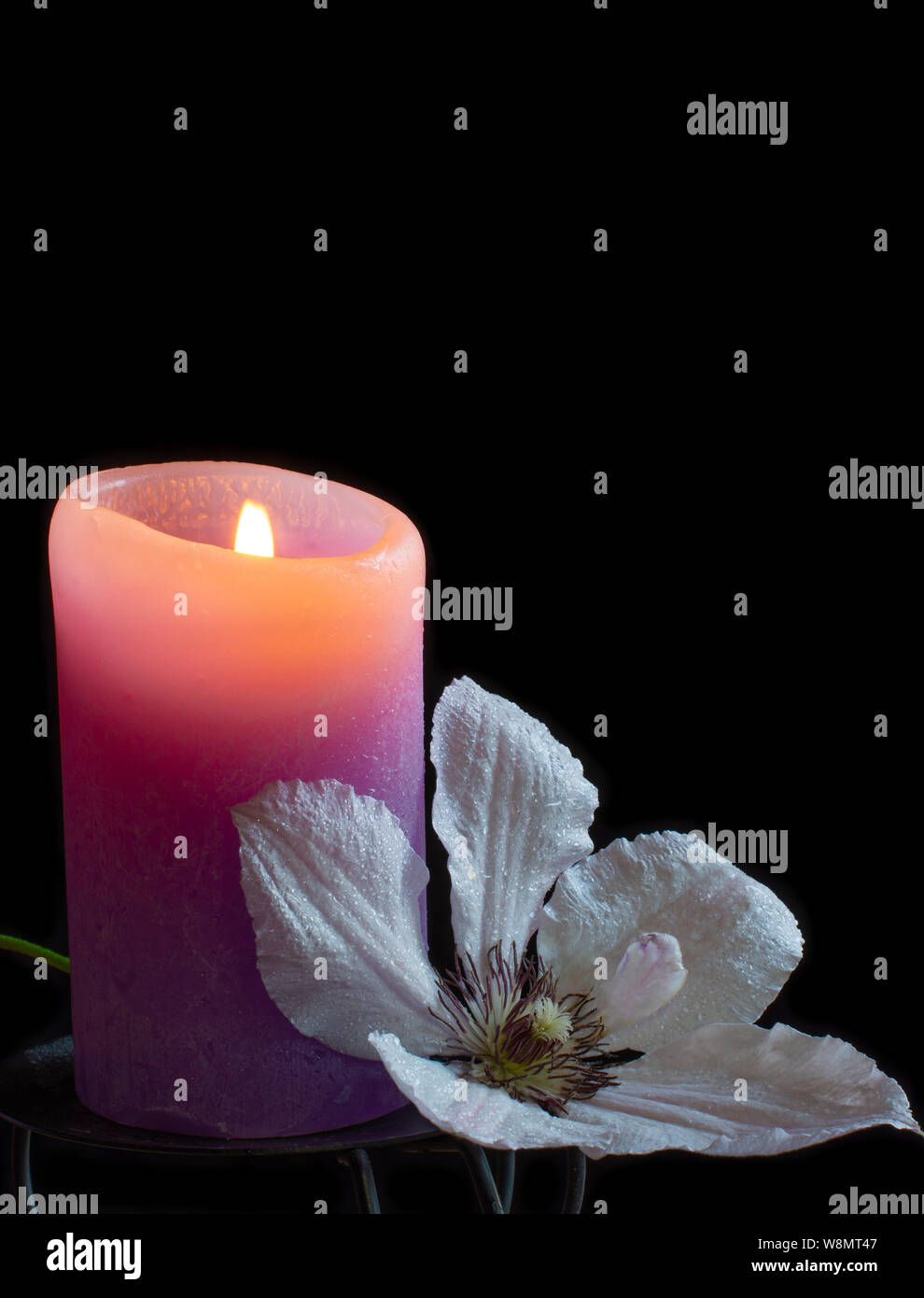 Clematide bianco e viola candela su sfondo nero Foto Stock