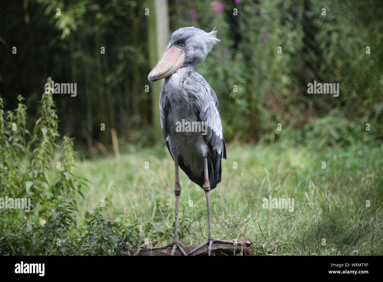 Bruxelles, Belgio. Il 9 agosto, 2019. Un shoebill è visto a Pairi Daiza zoo a Brugelette, Belgio, su Agosto 9, 2019. Pairi Daiza è un animale di grandi dimensioni, il parco a tema Brugelette in Belgio ad ovest della provincia di Hainaut. Credito: Zhang Cheng/Xinhua/Alamy Live News Foto Stock