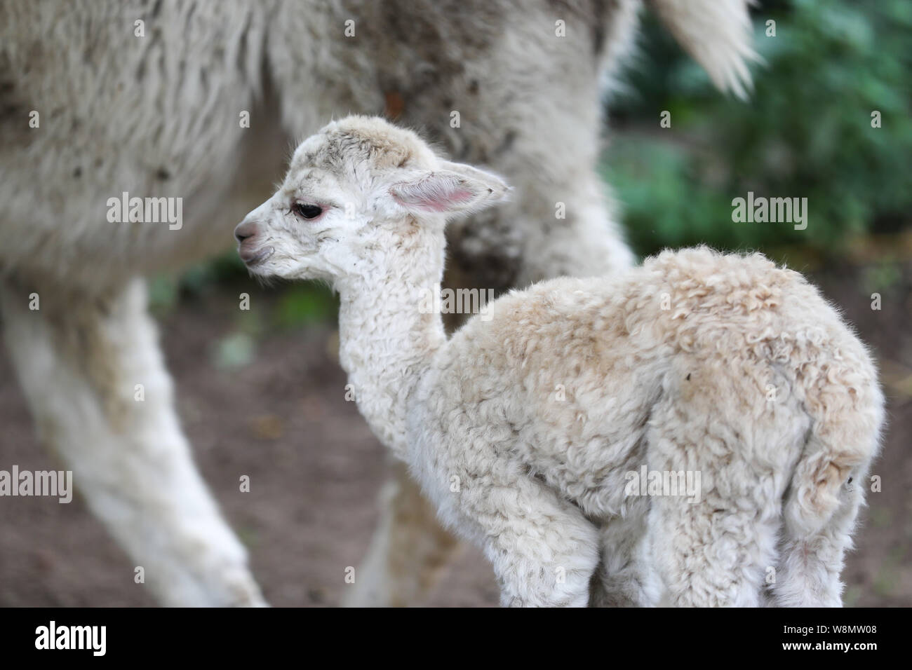 Bruxelles, Belgio. Il 9 agosto, 2019. Un alpaca è visto a Pairi Daiza zoo a Brugelette, Belgio, su Agosto 9, 2019. Pairi Daiza è un animale di grandi dimensioni, il parco a tema Brugelette in Belgio ad ovest della provincia di Hainaut. Credito: Zhang Cheng/Xinhua/Alamy Live News Foto Stock