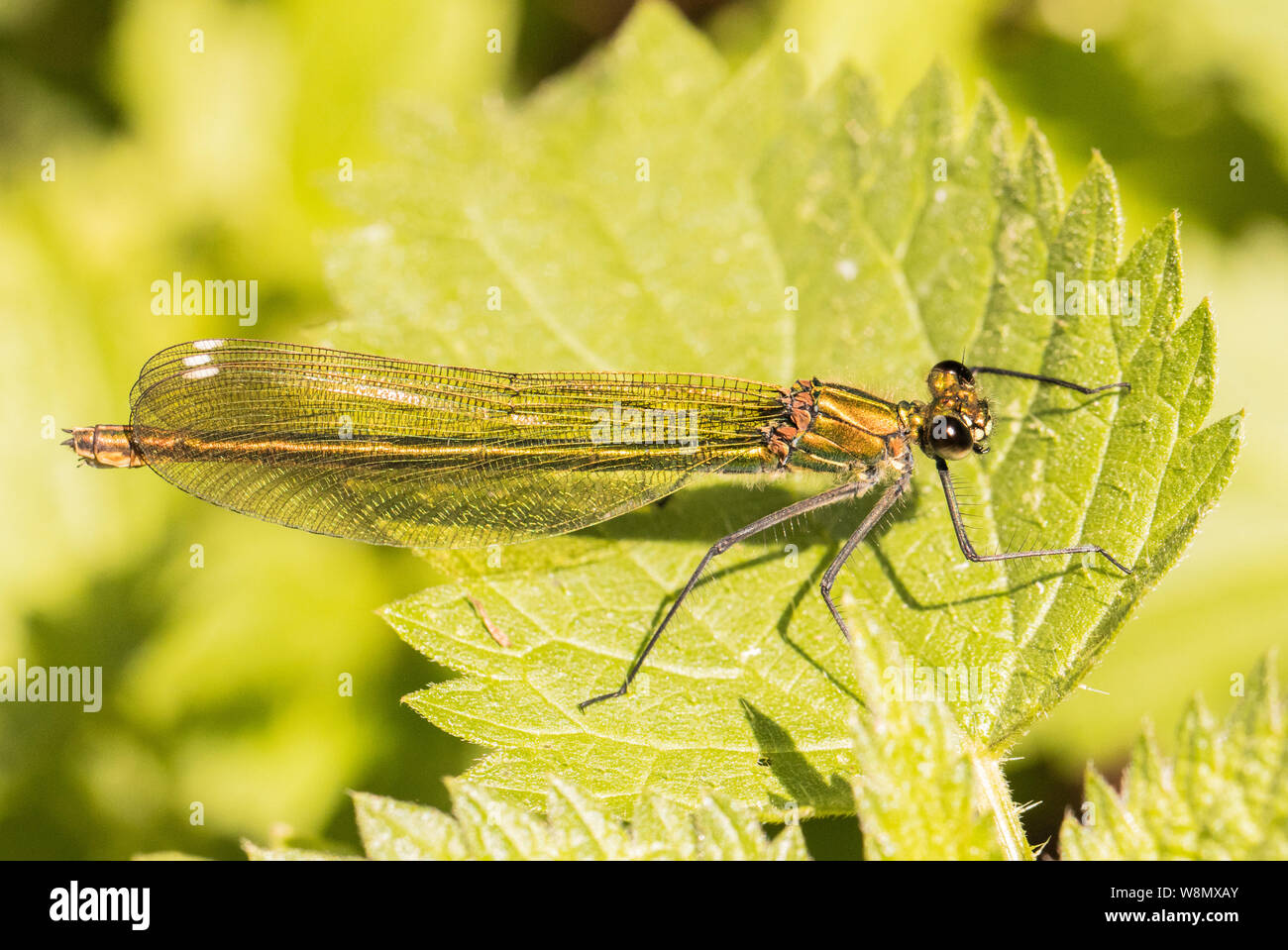 Femmina Damselfly nastrati, arroccato su di ortiche, crogiolandosi al sole in estate 2019, Bedfordshire, Regno Unito. La fauna selvatica close up macro Foto Stock
