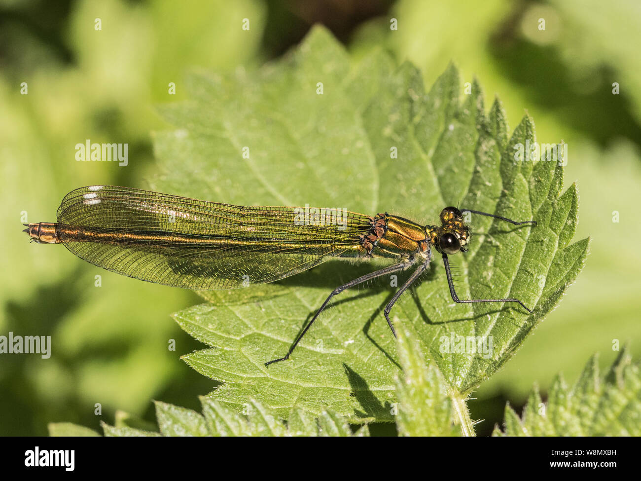 Femmina Damselfly nastrati, arroccato su di ortiche, crogiolandosi al sole in estate 2019, Bedfordshire, Regno Unito. La fauna selvatica close up macro Foto Stock