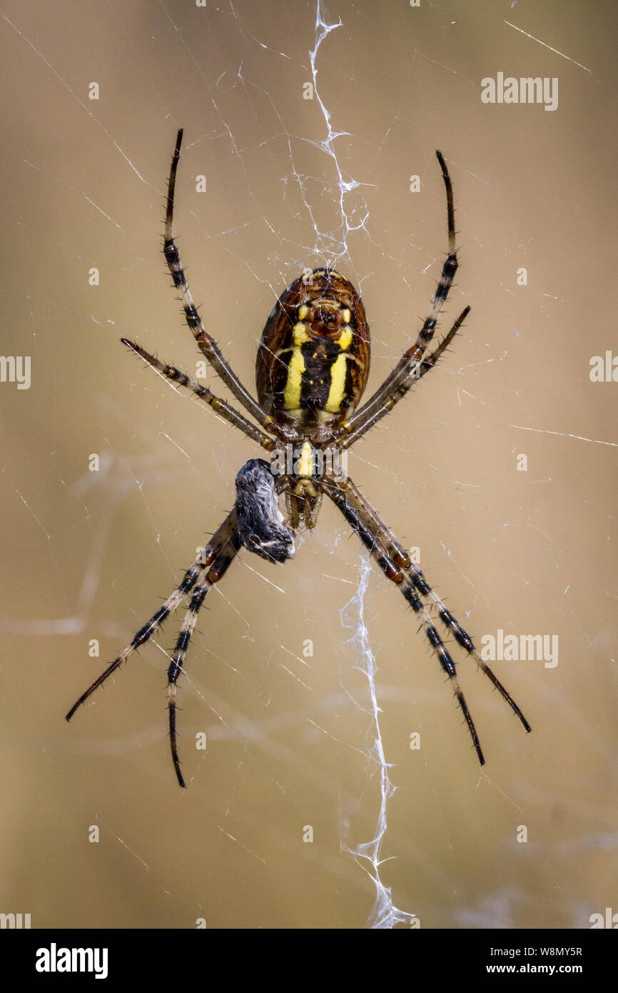 Argiope bruennichi mangiare (wasp spider / Wespenspinne) Foto Stock