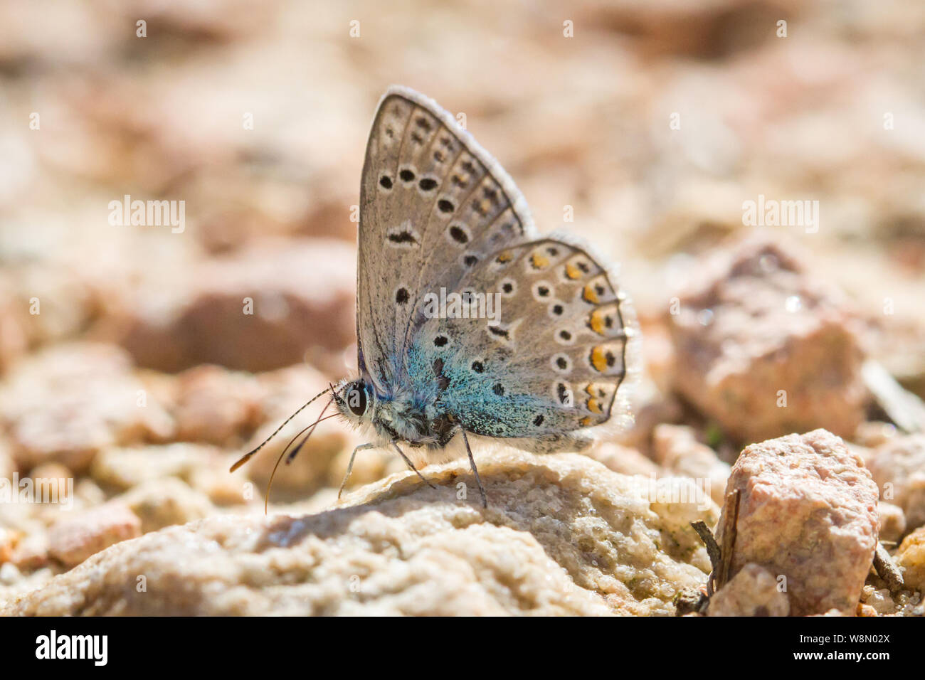 I lepidotteri Polyommatus icarus (comune blue butterfly / Schmetterling Hauhechel-Bläuling) Foto Stock