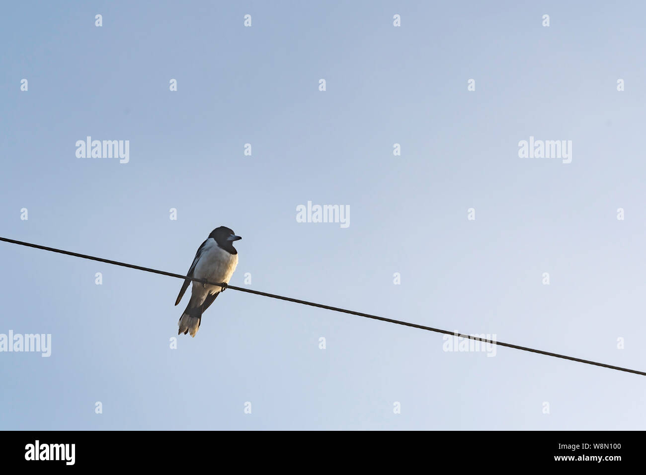 Un Pied Butcherbird (Cracticus nigrogularis) siede su un filo di energia elettrica su un inizio inverno mattina nella Hunter Valley, Nuovo Galles del Sud, Australia Foto Stock