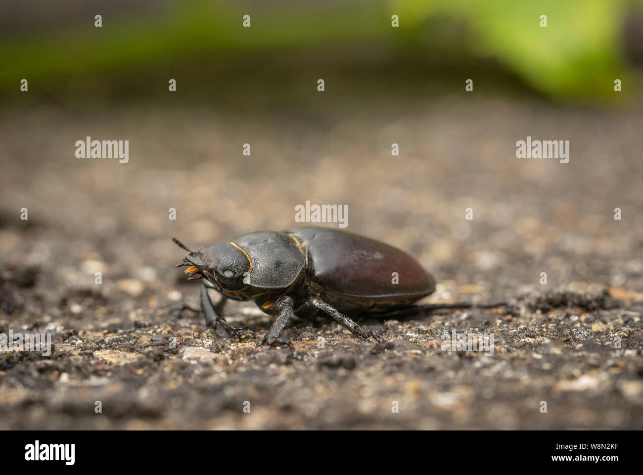 Stag beetle, Lucanus cervus, estate in Berkshire parkland Foto Stock