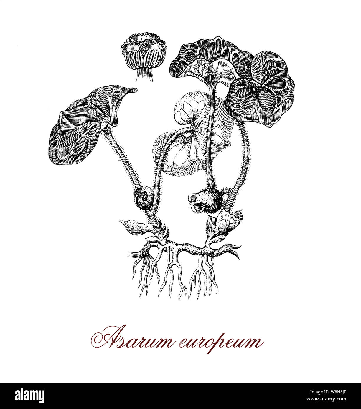 Selvatico europeo o di zenzero Asarum botanical con reniforme lascia coltivata come pianta ornamentale e utilizzato nella medicina tradizionale come emetico Foto Stock