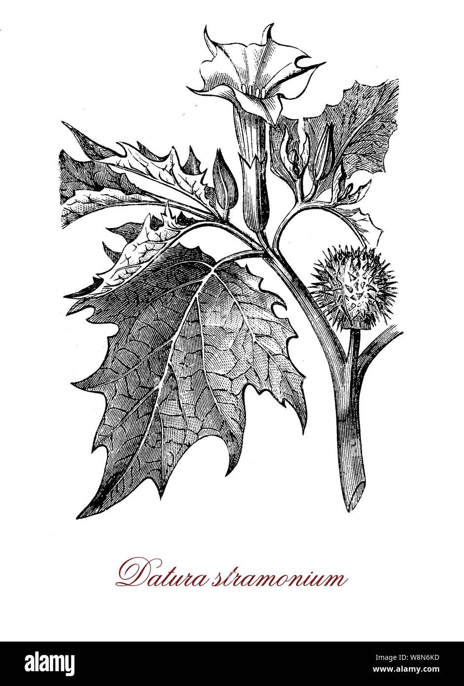 Datura stramonium con a forma di tromba fiori utilizzati nella medicina tradizionale per alleviare l'asma. È anche allucinogena e deliriant, tossici in quantità. Foto Stock