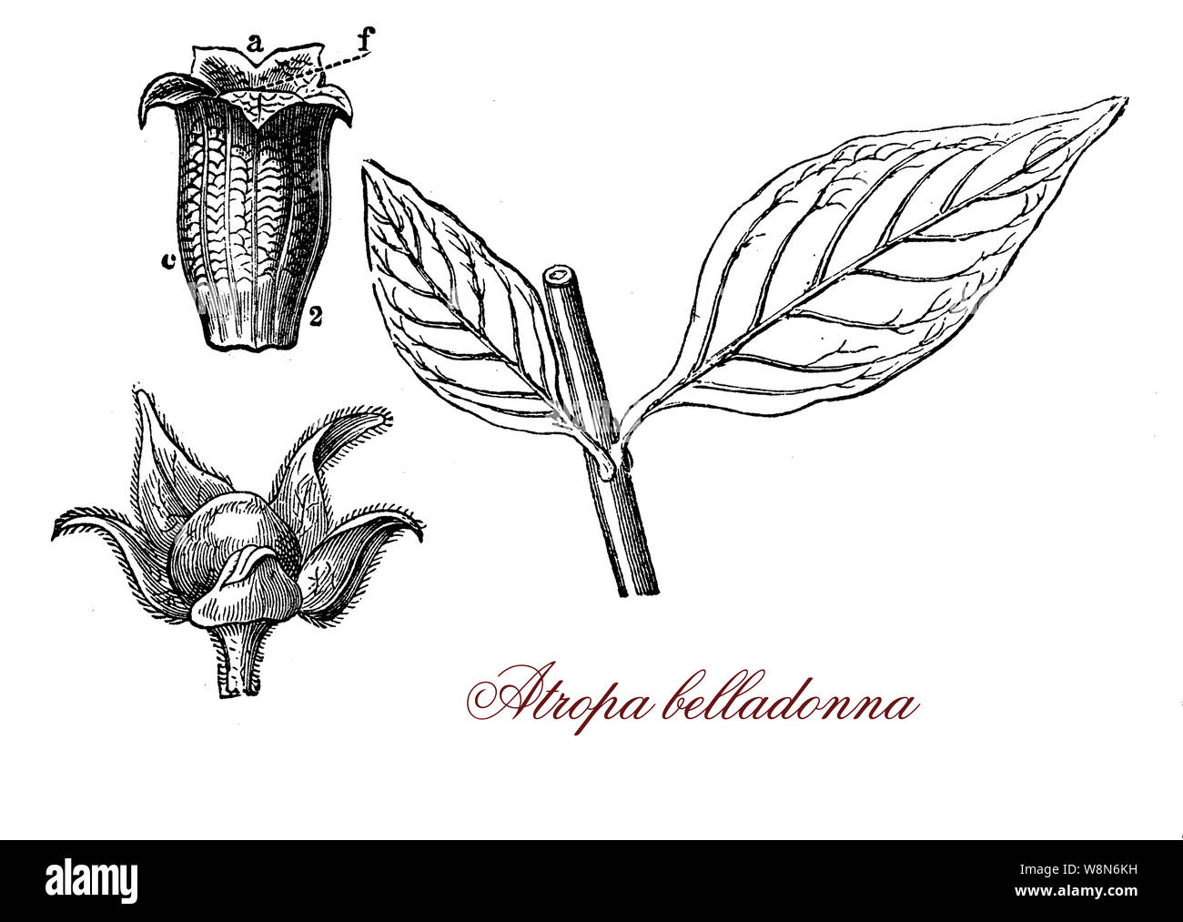 Belladonna o belladonna pianta erbacea ampiamente distribuito, foglie e bacche sono estremamente tossici. Usata in passato come medicina, di cosmetici e di veleno. Foto Stock