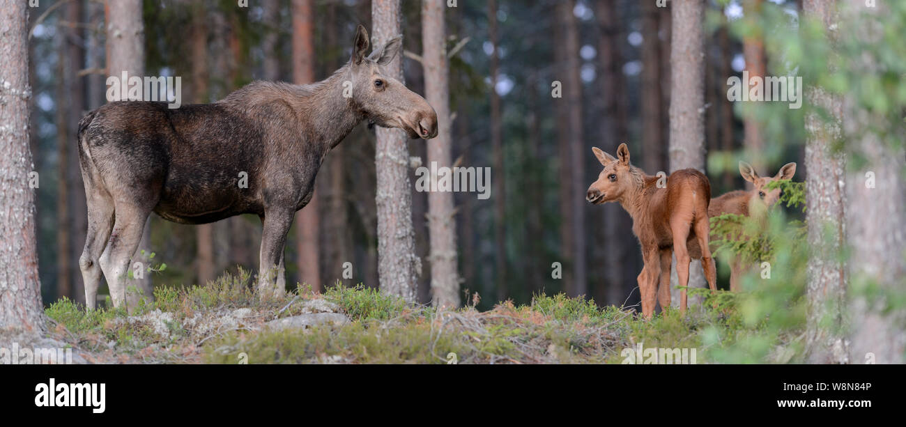 Una selvaggia femmina o alce elk con due giovani vitelli in una foresta in Svezia, Luglio 2019 Foto Stock
