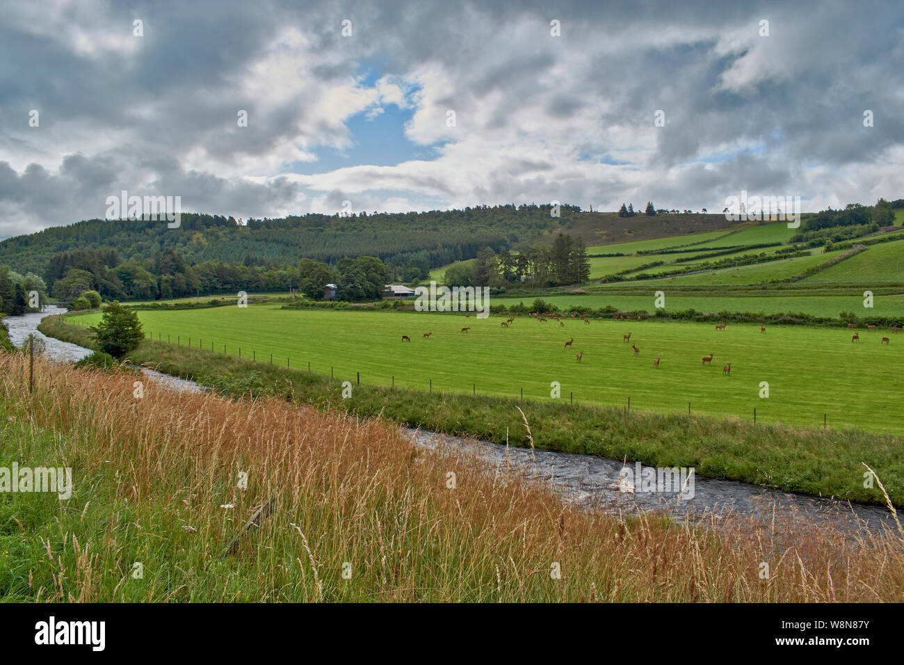 RED DEER FARM GLENKINDIE ABERDEENSHIRE Scozia cervi di allevamento in campi dal fiume DON Foto Stock