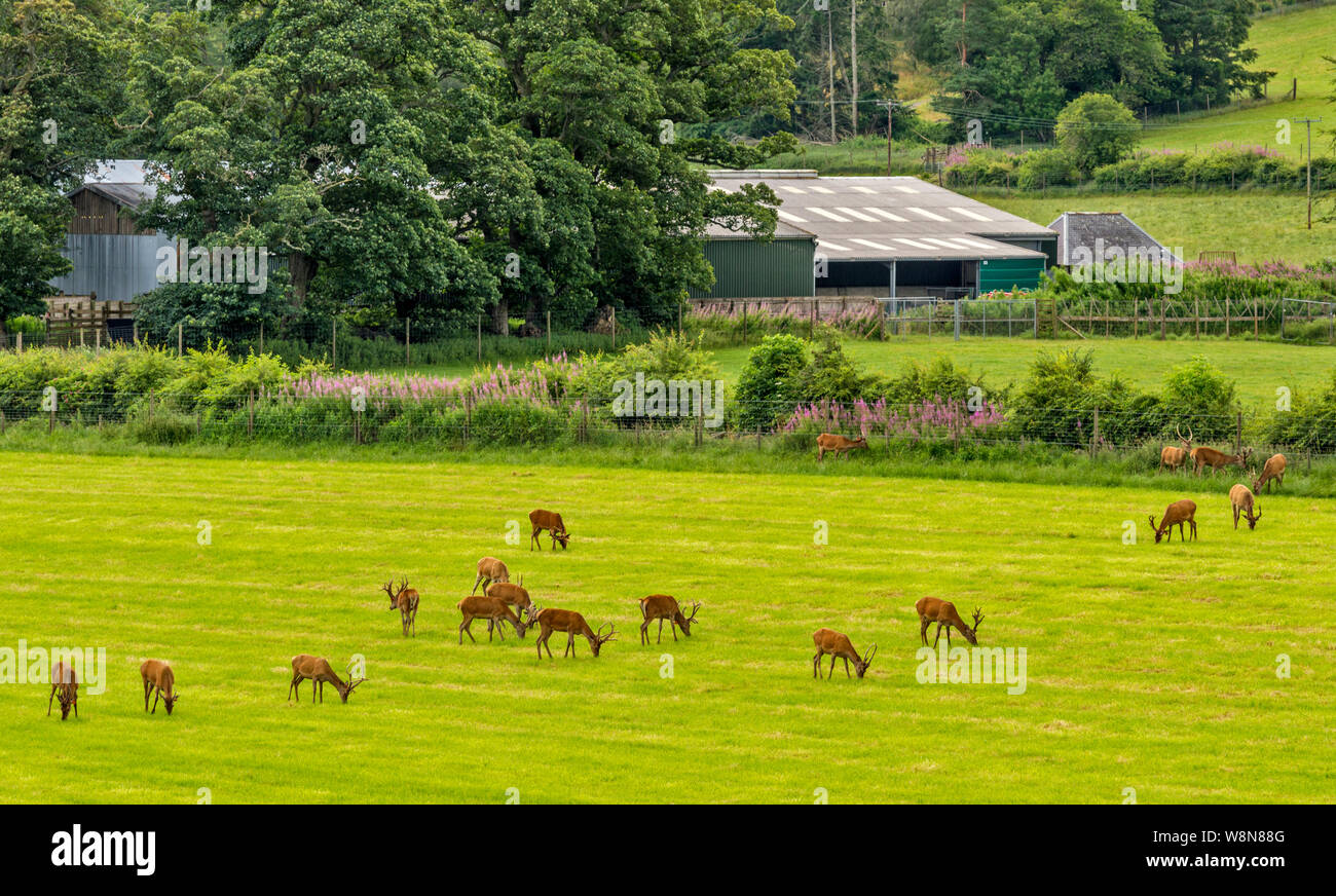 RED DEER FARM GLENKINDIE ABERDEENSHIRE Scozia coltivata Red Deer STAGS SU UN CAMPO DI ERBA IN ESTATE Foto Stock