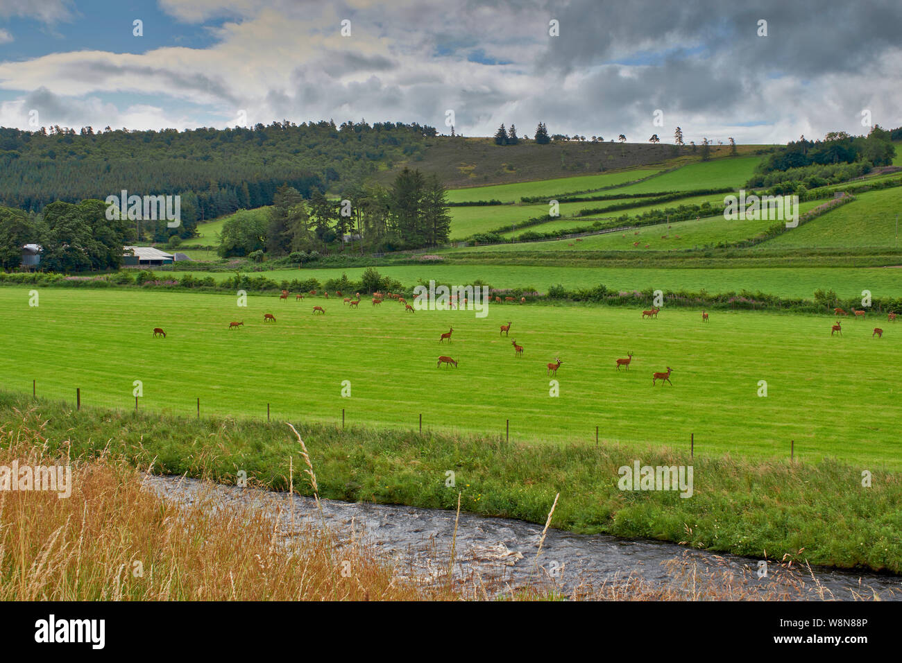 RED DEER FARM GLENKINDIE ABERDEENSHIRE Scozia mandria di cervi di allevamento in campi dal fiume DON Foto Stock