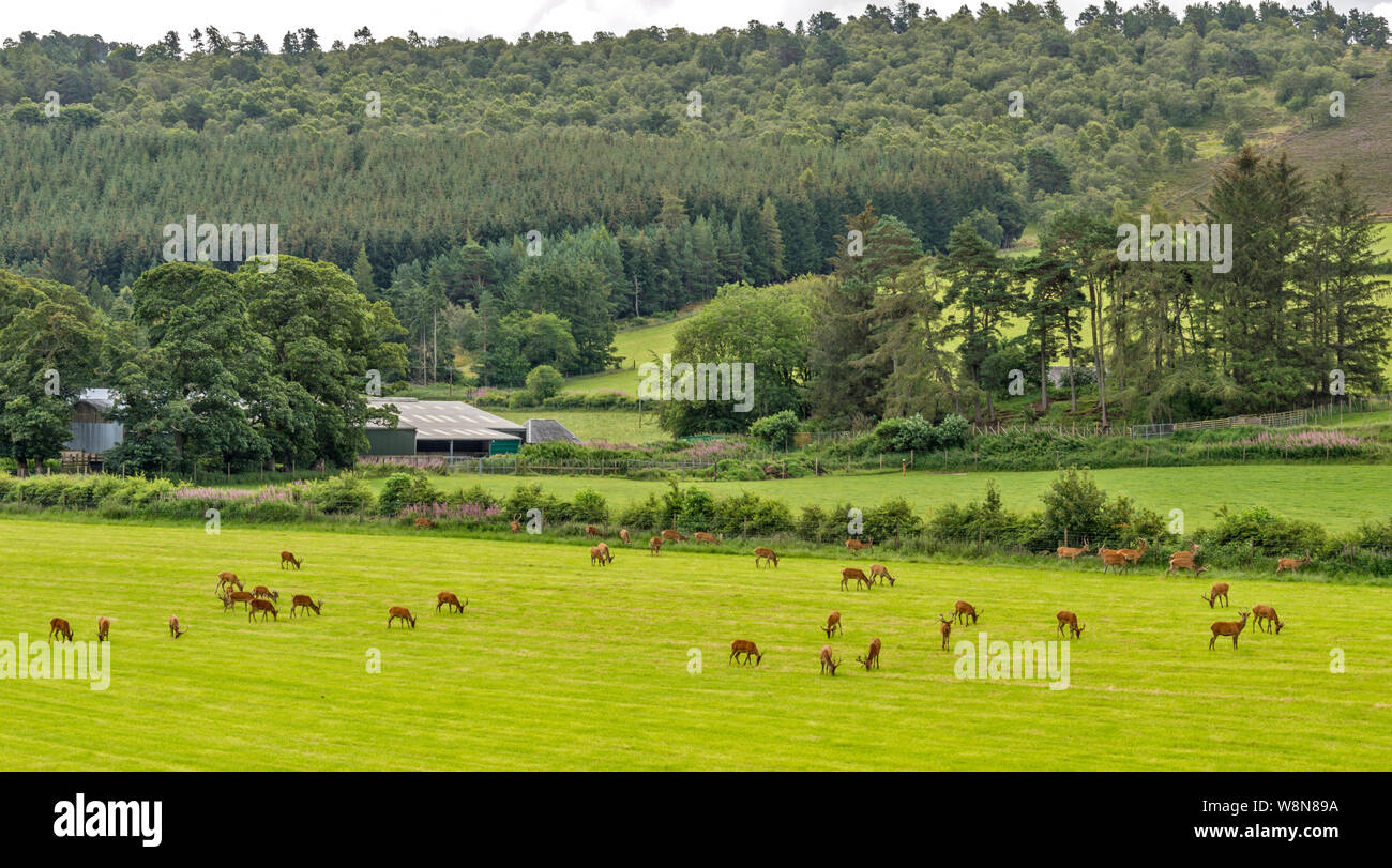 RED DEER FARM GLENKINDIE ABERDEENSHIRE SCOZIA ALLEVAMENTO Allevamento di cervi cervi su un campo di erba in estate Foto Stock