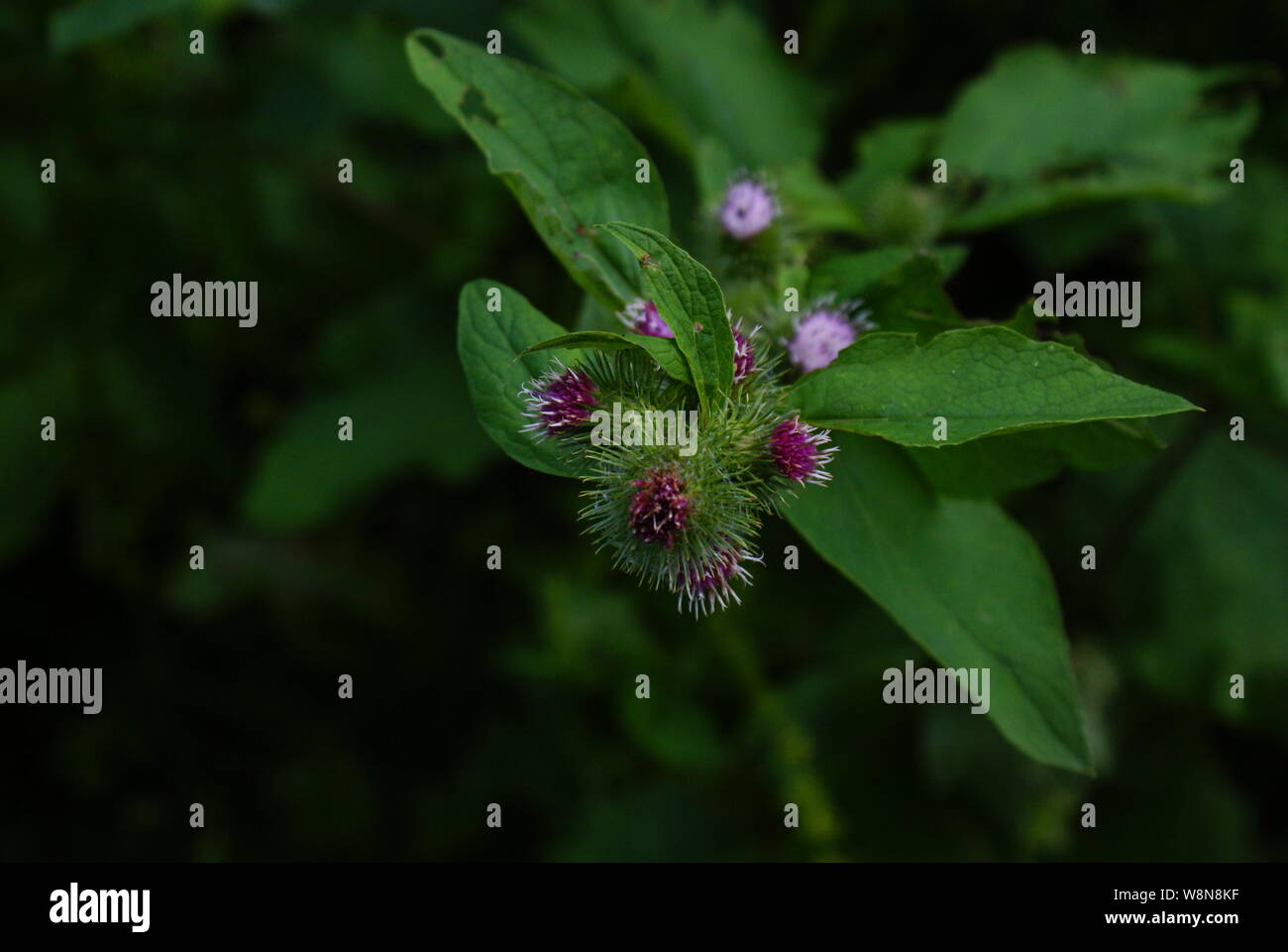 In prossimità di ups di fiori lungo il fiume Ericht. Blairgowrie Luglio 2019. Foto Stock