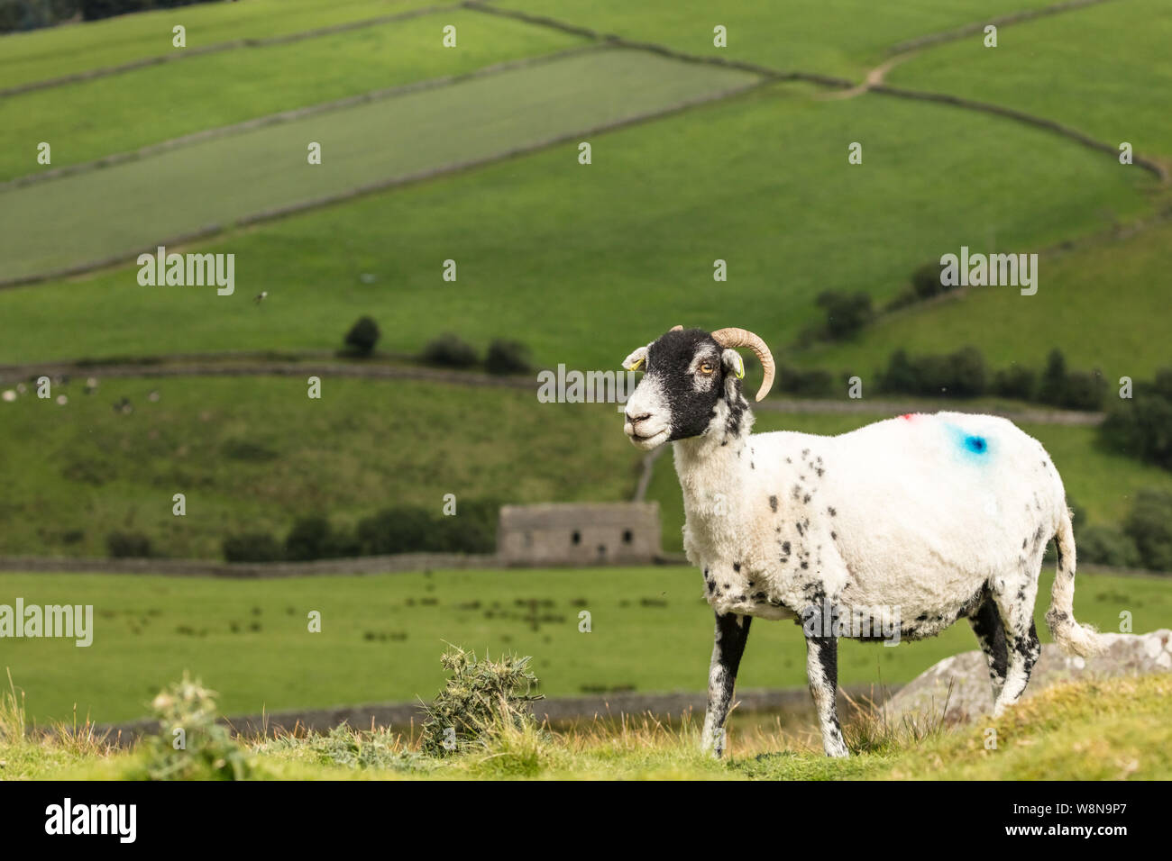 Swaledale pecora con tosatura di vello, nella bellissima Swaledale, Yorkshire Dales, Inghilterra. Scenic background con campi verdi e stalattite muratura. Affacciato Foto Stock