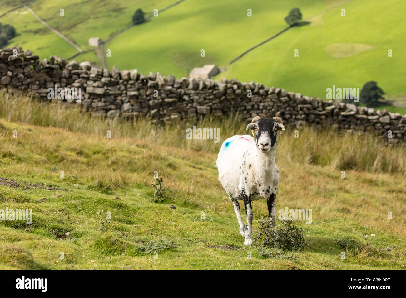 Swaledale pecora con tosatura di vello, nella bellissima Swaledale, Yorkshire Dales, England.Scenic background con campi verdi e stalattite muratura. Paesaggio Foto Stock