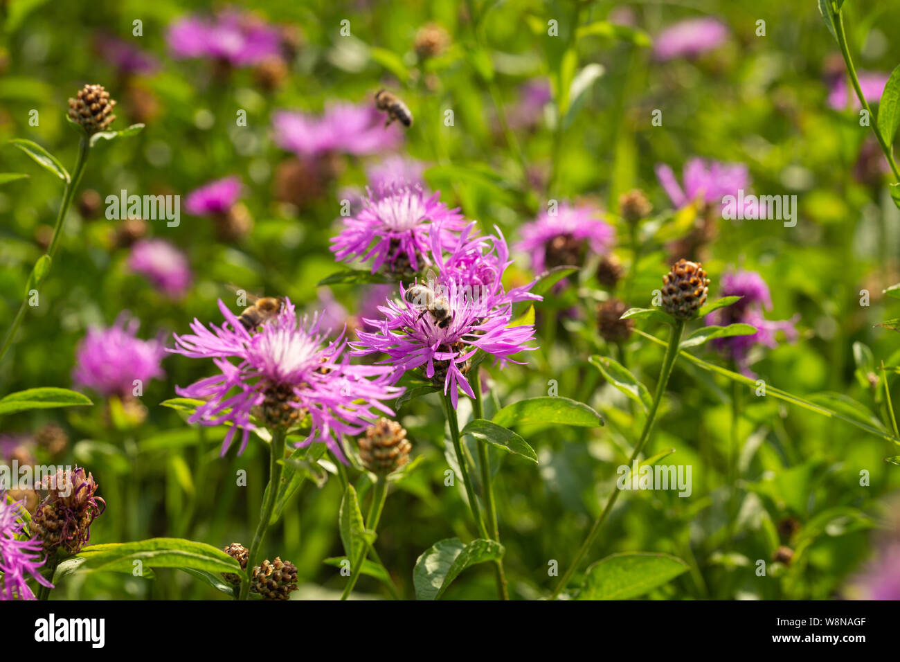 Un prato fiorito pieno di fiori è richiesta per molti insetti utili, tra cui api e bombi Foto Stock