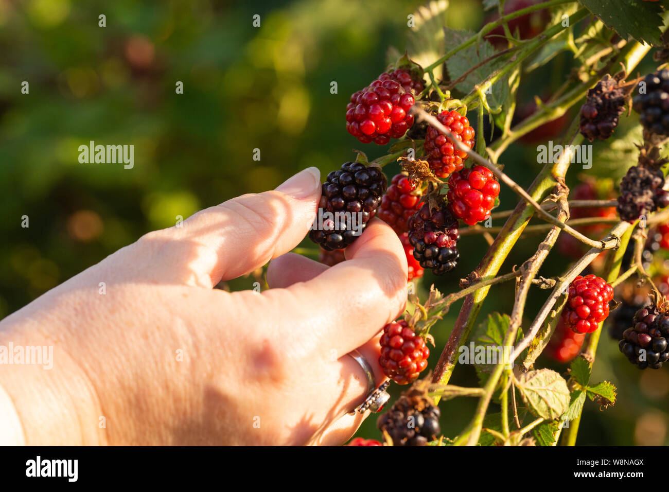 Appena raccolto dalla bussola di blackberry tenuto in una donna di lato Foto Stock