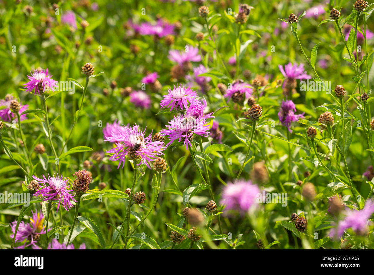 Un prato fiorito pieno di fiori è richiesta per molti insetti utili, tra cui api e bombi Foto Stock