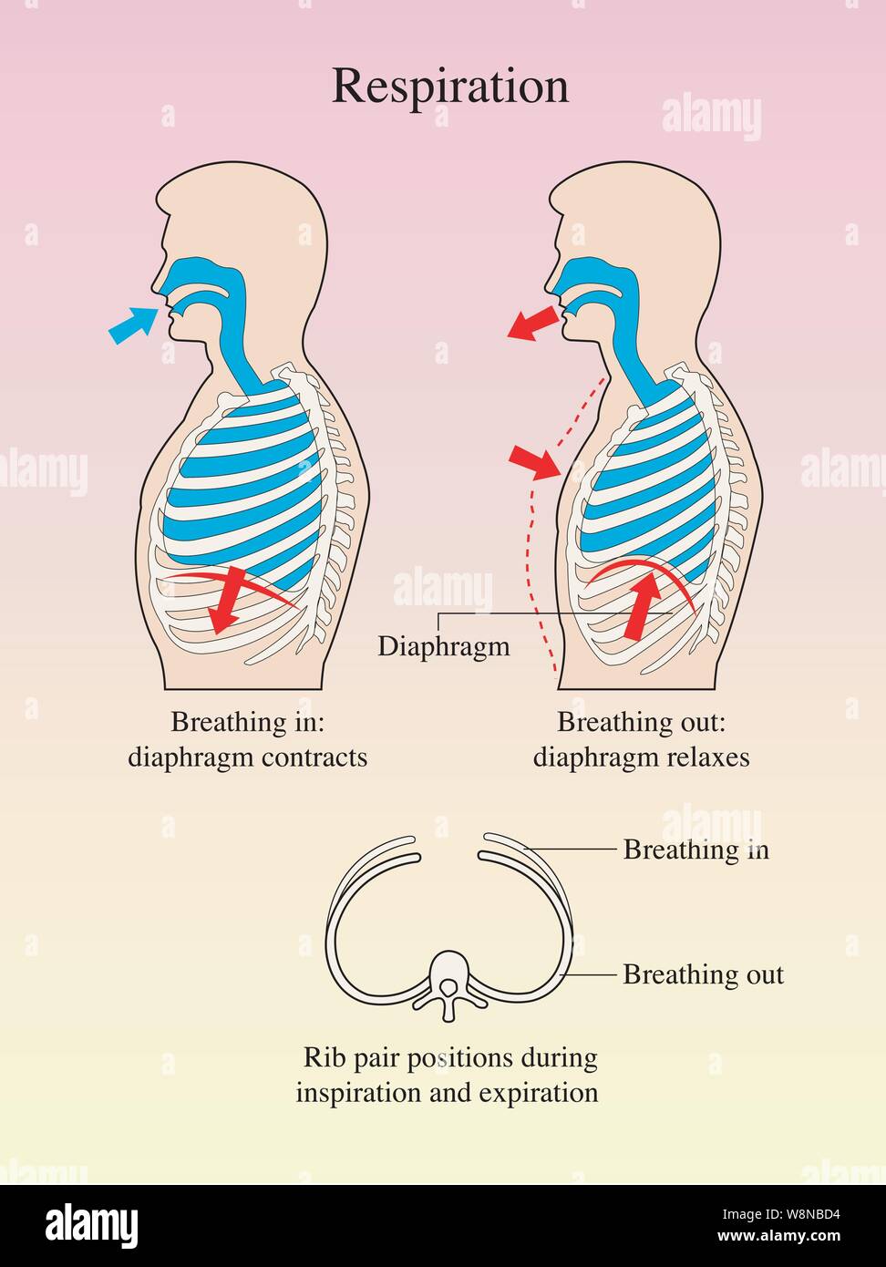 Rappresentazione grafica della respirazione Illustrazione Vettoriale