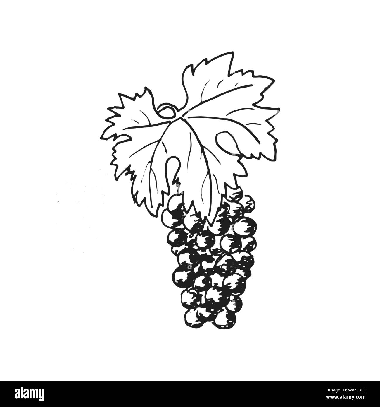 L'uva. Vino di uve, disegnato a mano illustrazione incisione, stile minimalista. grappolo di uva. Foglie, folliage, Illustrazione Vettoriale