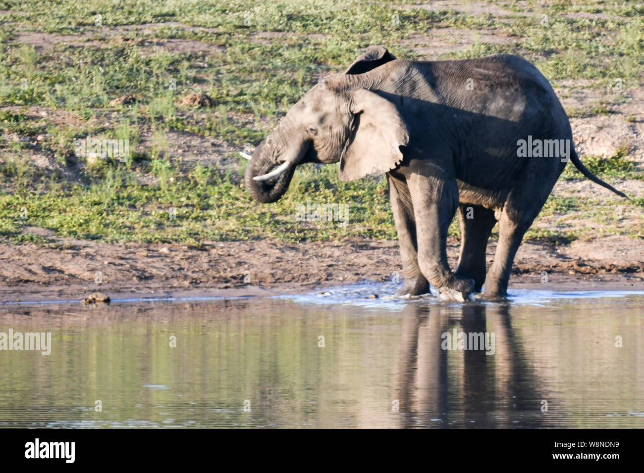 Una sfilata di elefanti luccicante in prossimità di un foro di irrigazione nel Parco Nazionale di Kruger. Giocoso..forte e in acqua troppo Foto Stock