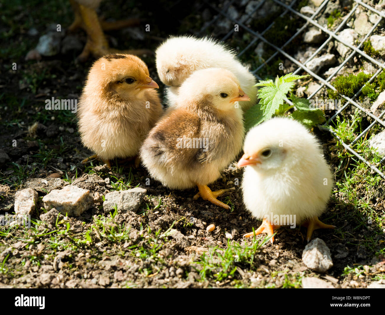 Un giorno il vecchio pulcini Bantam, REGNO UNITO Foto Stock