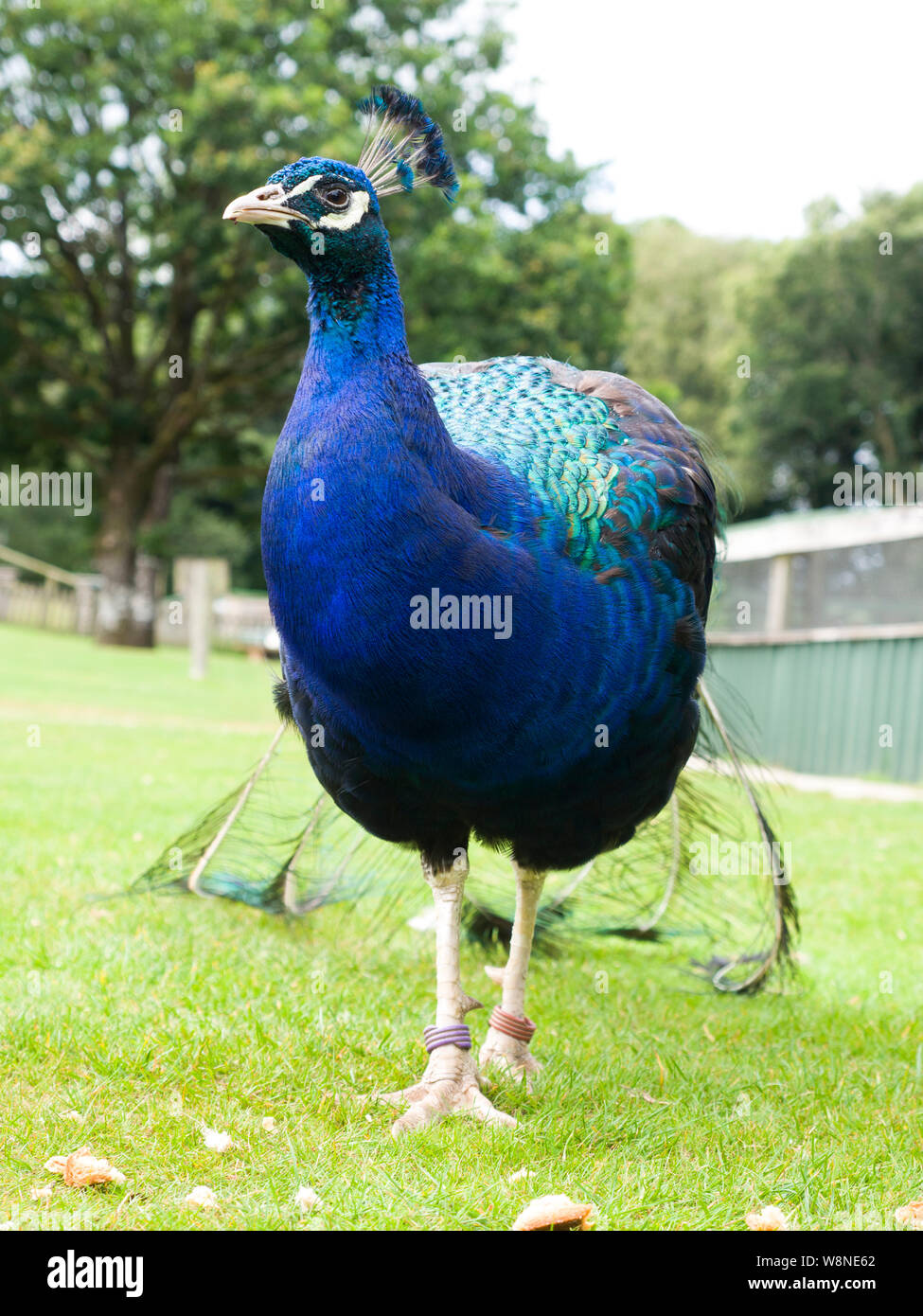 Il peafowl indiano o peafowl blu (Pavo cristatus) presso la lontra Tamar & Centro faunistico, Nord Petherwin, Nr. Launceston, Cornwall, Regno Unito Foto Stock