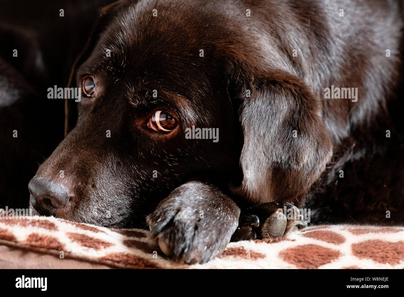 Colpo alla testa ritratto di 11 anno di cioccolato vecchio Labrador Retriever cane Foto Stock