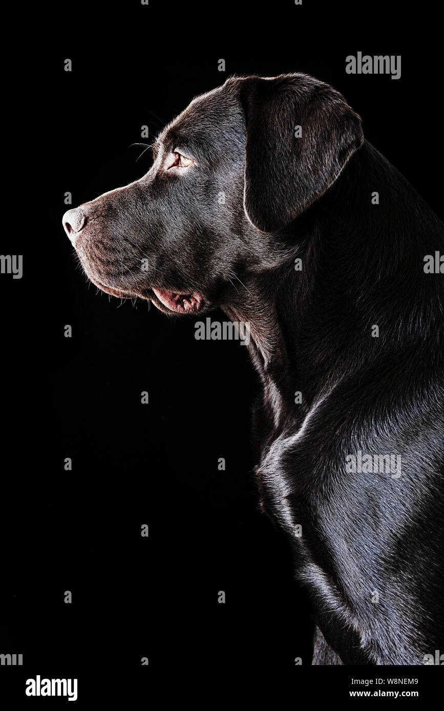 Ritratto di un cioccolato Labrador cane Foto Stock
