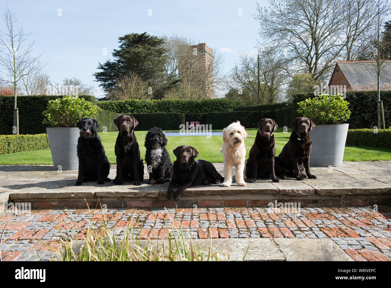 Party in giardino per sette cani Foto Stock