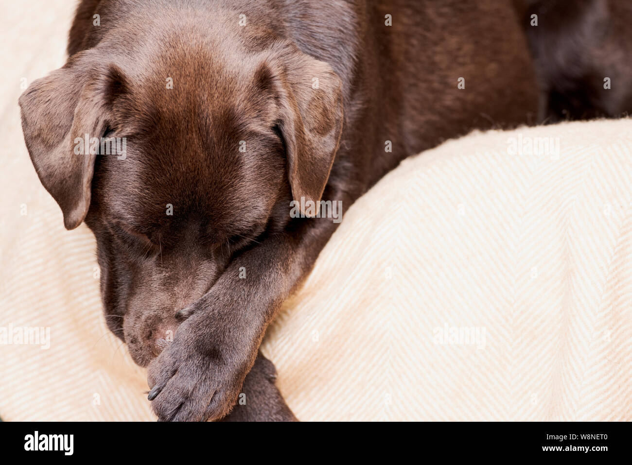 Il cioccolato Labrador cane Foto Stock
